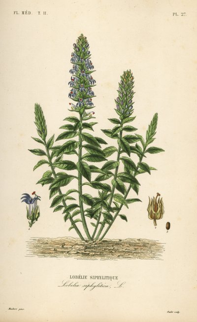 Grande lobélie bleue, Lobelia siphilitica, Lobelia siphylitica - Unbekannt