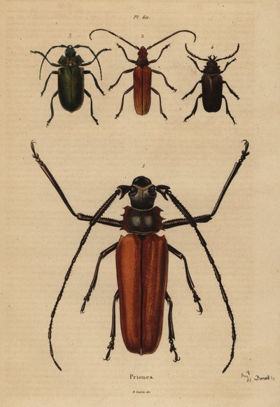 Grand capricorne, Enoplocerus armillatus, Aegosoma scabricorne, Pyrodes nitidus et Prionus desmaretii - Unbekannt