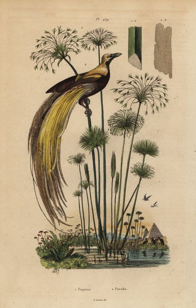 Grand oiseau de paradis, Paradisaea apoda, et papyrus, Cyperus papyrus - Unbekannt