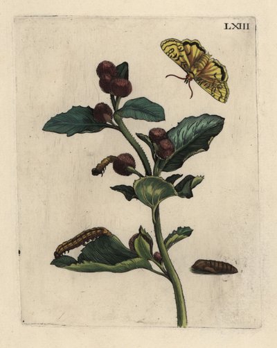 Bardane, Arctium lappa, avec papillon, chenille et chrysalide - Unbekannt