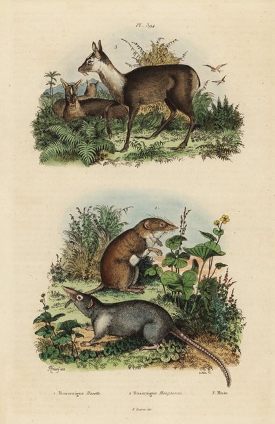 Musaraigne à dents blanches, Crocidura russula 1, musaraigne grise, Suncus murinus 2 et cerf porte-musc sombre, Moschus fuscus, en danger 3 - Unbekannt