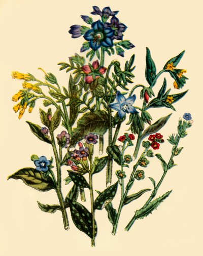 Groupe de la famille Forget-Me-Not, 1846, 1944 - Unbekannt