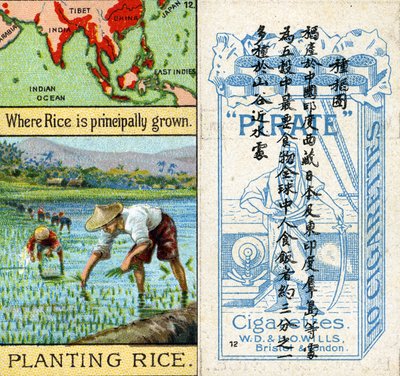 Culture et plantation du riz, de la série de cartes de cigarettes 