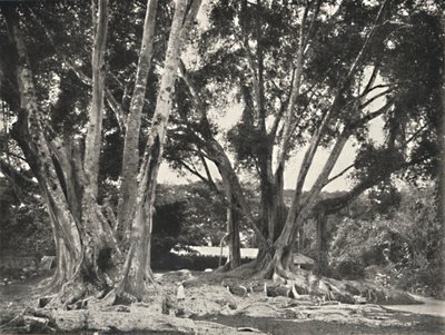 Gummibaume Ficus elastica, 1926 - Unbekannt
