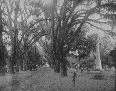 Mousse suspendue sur chêne vivant, Savannah, Géorgie, vers 1897 - Unbekannt