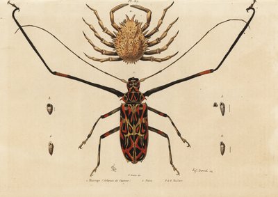 Coléoptère arlequin, Acrocinus longimanus 1, et crabe araignée européen, Maja squinado 2, Macrope (arlequin de Cayenne), maia, maillots - Unbekannt