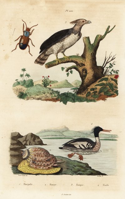 Aigle harpie, Harpia harpyja, merganser brésilien, Mergus octosetaceus, en danger critique, coléoptère Harpalus, et escargot harpe, Harpa major - Unbekannt