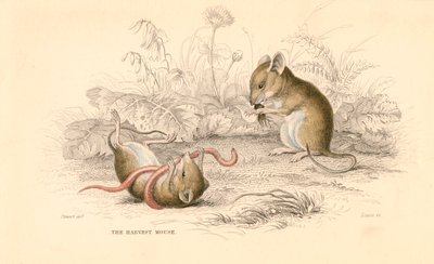 Souris des moissons Micromys minutus du Vieux Monde, 1828 - Unbekannt