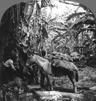 Récolte de bananes, Costa Rica, 1909 - Unbekannt