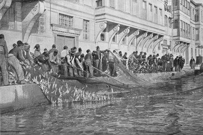Ramener un grippo de 15000 poissons à Emirgian sur le Bosphore, vers 1901, 1903 - Unbekannt