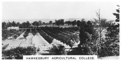 Collège agricole de Hawkesbury, Nouvelle-Galles du Sud, Australie, 1928 - Unbekannt