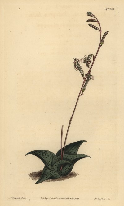 Haworthia venosa (Aloe recourbé) - Unbekannt