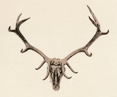 Tête de Cerf, XVIe siècle, 1904 - Unbekannt