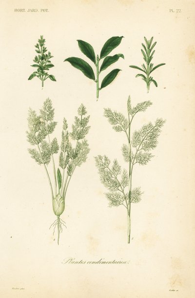 Plantes condimentaires - Unbekannt