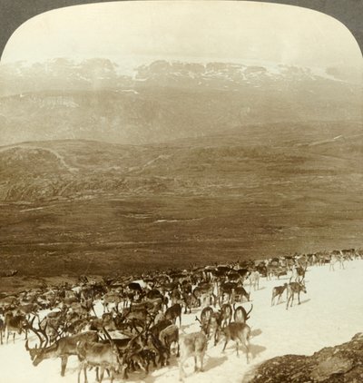 Troupeau de rennes des contrées nordiques et hauteurs enneigées du glacier de Hardanger, Norvège, vers 1905 - Unbekannt