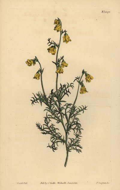 Hermannia confusa (Hermannia à feuilles fines, Hermannia tenuifolia) - Unbekannt