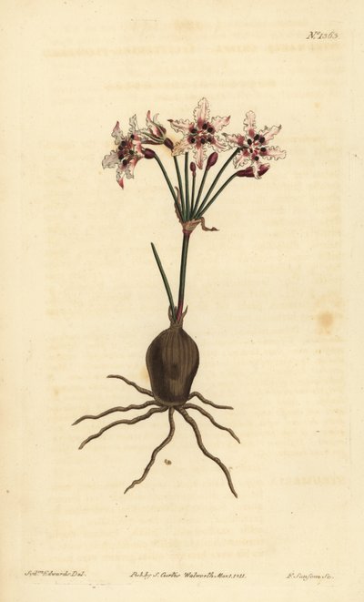 Hessea cinnamomea - Unbekannt