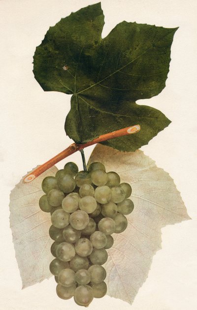 Hidalgo, 1908 - Unbekannt