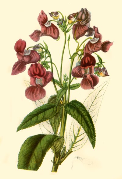 Balsamine de l