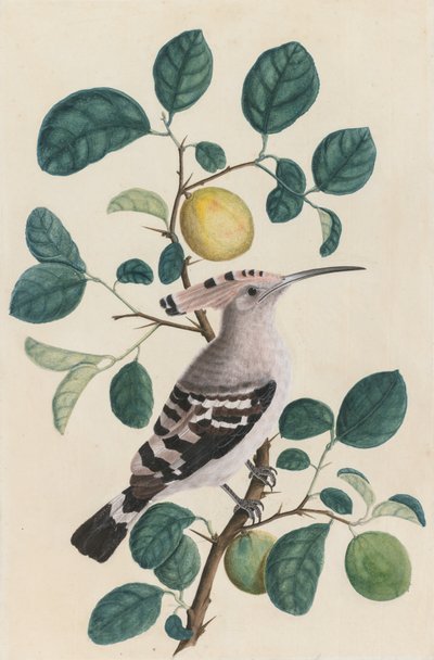 Huppe sur une branche de citronnier, vers 1800 - Unbekannt