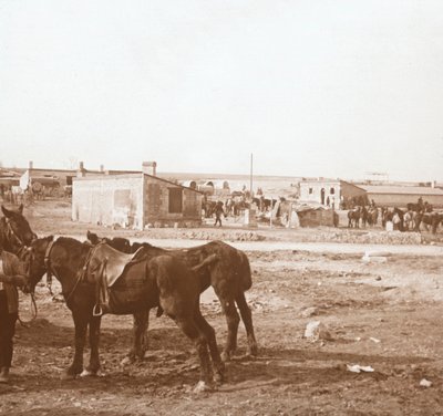 Chevaux, Somme-Tourbe, nord de la France - Unbekannt