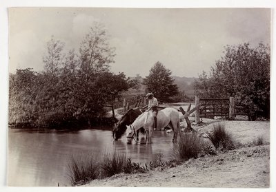 Chevaux buvant à l