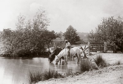 Chevaux buvant à l