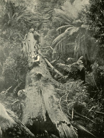 Comment sont tombés les puissants, 1901 - Unbekannt