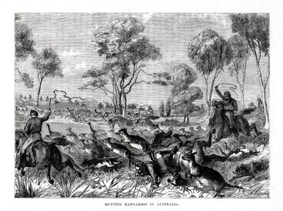 Chasse aux kangourous, Australie, 1877 - Unbekannt