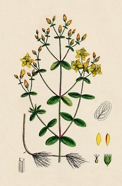 Hypericum Boeticum. Millepertuis à feuilles ondulées, 19ème siècle - Unbekannt