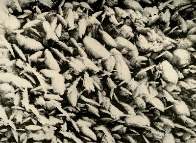 Cristaux de glace sur le toit du porche de la cabane, vers 1908, 1909 - Unbekannt