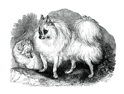 Chien islandais, 1848 - Unbekannt