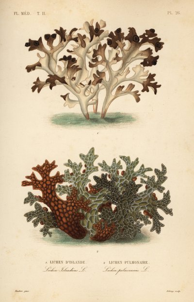 Lichen d