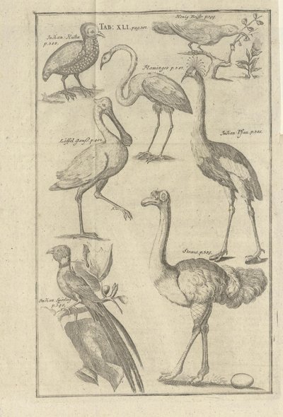 Illustration tirée du livre Description du Cap de Bonne-Espérance et des Hottentots qui y vivent par Kolb, Peter et publié par bey Peter Conrad Monath (de, 1745) - Unbekannt