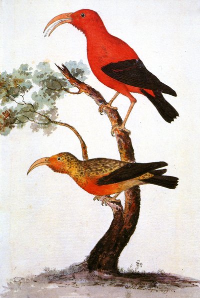 Illustration/Iiwi/Iwi/Crécerelle écarlate/Crécerelle hawaïenne écarlate - Unbekannt