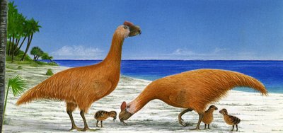 Illustration/Sylviornis neocaledoniae - Unbekannt