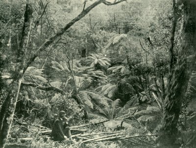 Dans les Dandenong Ranges, 1901 - Unbekannt