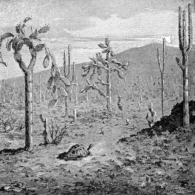 Île Indefatigable, Archipel des Galápagos, 1895 - Unbekannt