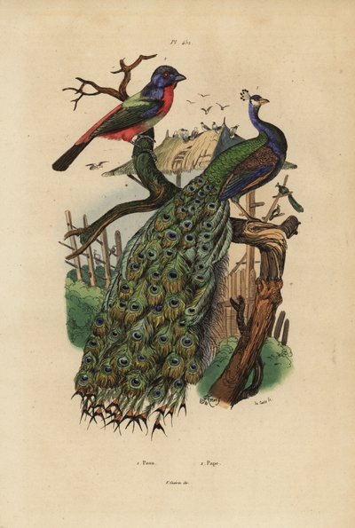 Paon indien, Pavo cristatus, et pinson perroquet, espèce Erythrura - Unbekannt