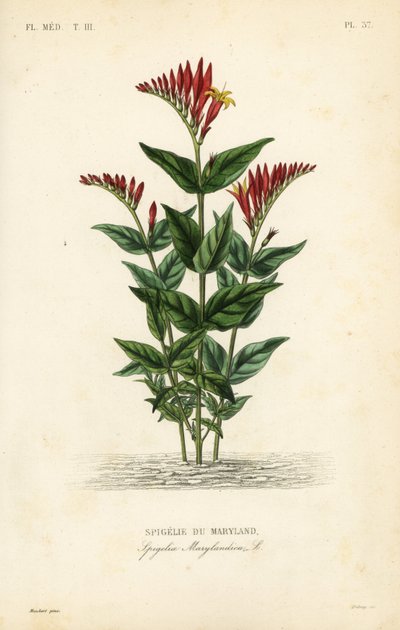 Spigélie du Maryland, Spigelia marilandica, Spigelia marylandica, Spigélie du Maryland - Unbekannt