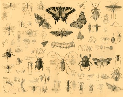 Insectes, vers 1910 - Unbekannt