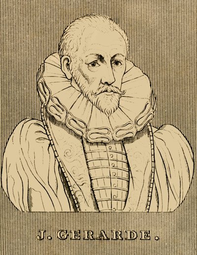 J. Gerarde, vers 1545-1612, 1830 - Unbekannt