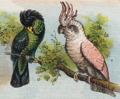 Cacatoès. Gravure dans "Alphabet de ma petite fille". Bernardin-Bechet et Fils, libraires-éditeurs, Paris, vers 1895. Album indéchirable sur toile. Bibliothèque des Bébés. - Unbekannt