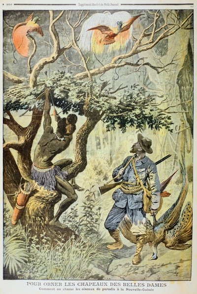 Chasse aux oiseaux de paradis, Nouvelle-Guinée, 1908 - Unbekannt