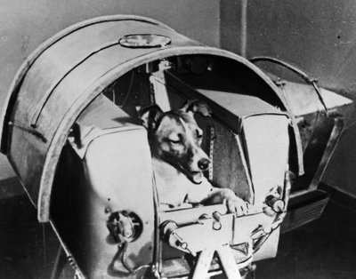 Laika, chien cosmonaute russe, 1957 - Unbekannt