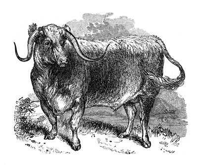 Boeuf du Lancashire, spécimen des races à longues cornes, 1848 - Unbekannt