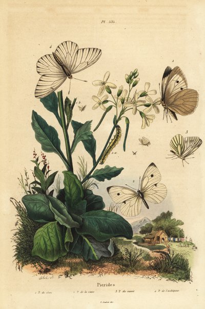 Grande piéride, Pieris brassicae 1, petite piéride, Pieris rapae 2, piéride du navet, Pieris napi 3, et piéride de l