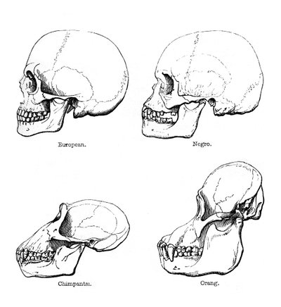 Vue latérale du crâne ou profil, 1848 - Unbekannt