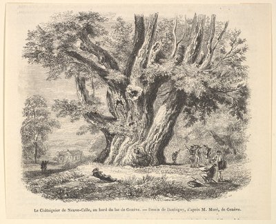 Le Châtaignier de Neuve-Celle, au bord du lac de Genève, d