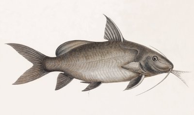 Le Pimelode Scheilan (gros plan) - Unbekannt
